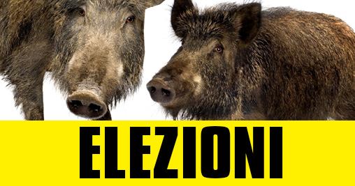 Elezioni caccia cinghiale